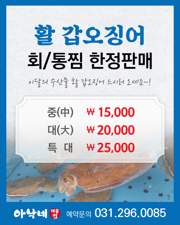 활 갑오징어 회/통찜 한정판매
