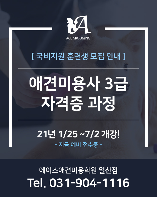 애견미용사 3급 훈련생 모집 중 !