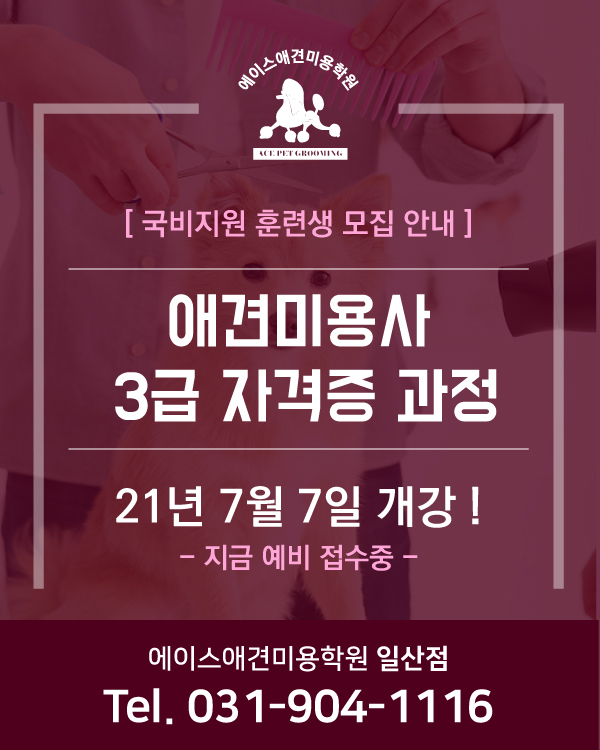 애견미용사 3급 훈련생 모집 중 !
