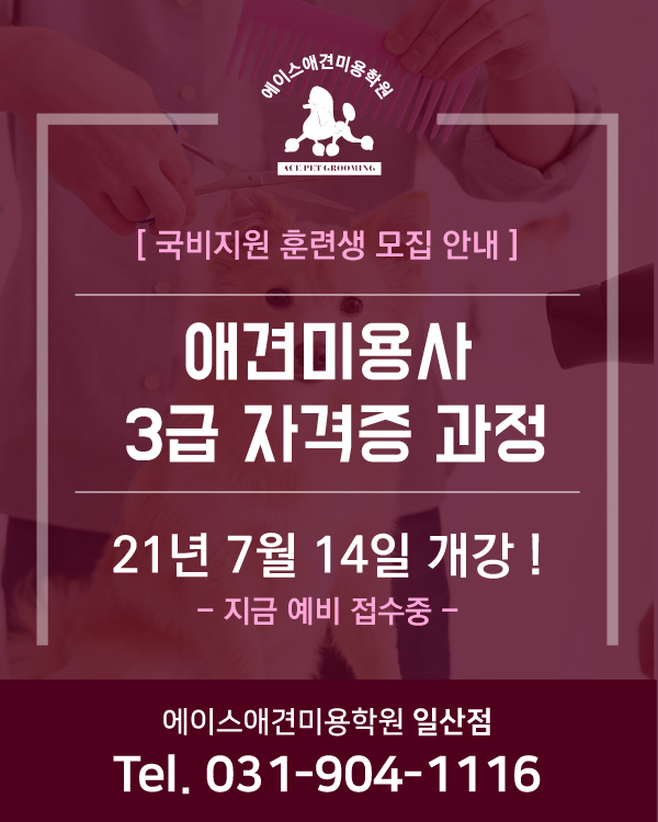 애견미용사 3급 훈련생 모집 중 !